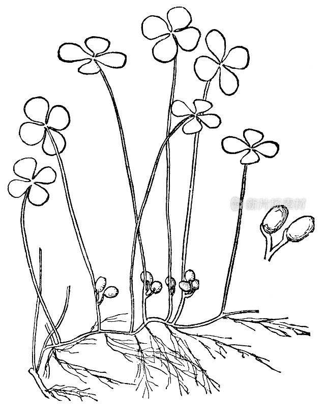 四叶三叶草植物(马锦莲)和孢子囊- 19世纪